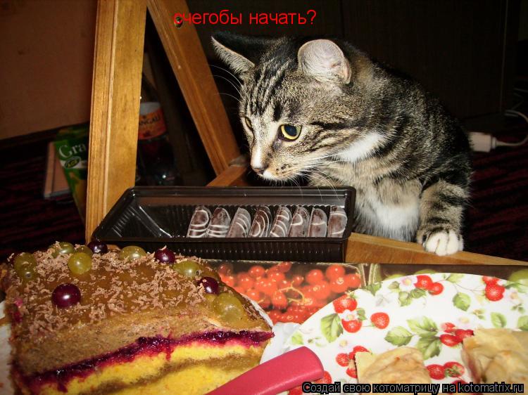 счегобы начать?... Котоматрица: счегобы начать?