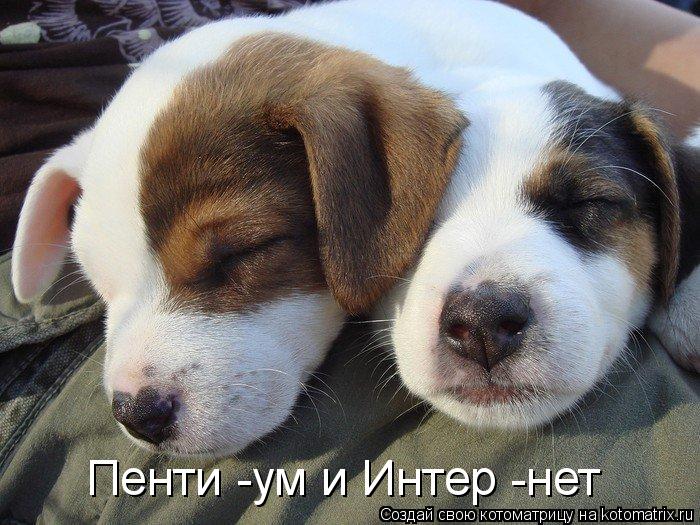 Пенти -ум и Интер -нет... Котоматрица: Пенти -ум и Интер -нет
