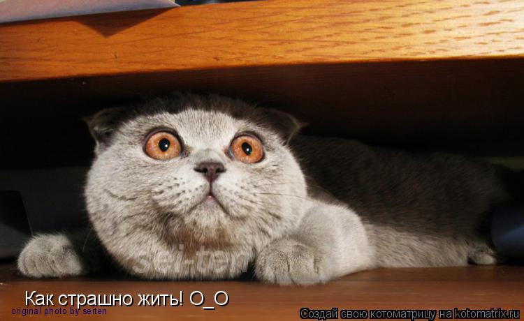 Котоматрица: Как страшно жить! О_О original photo by seiten