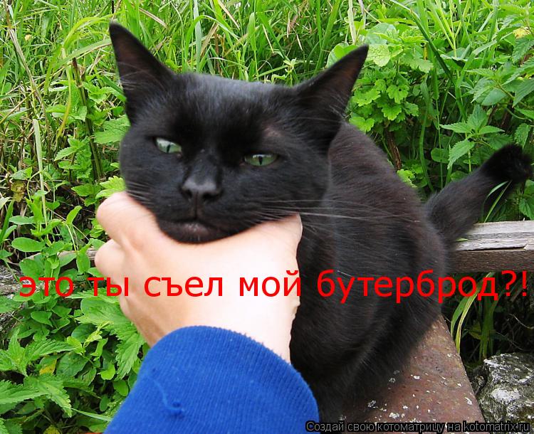 Котоматрица: это ты съел мой бутерброд?!