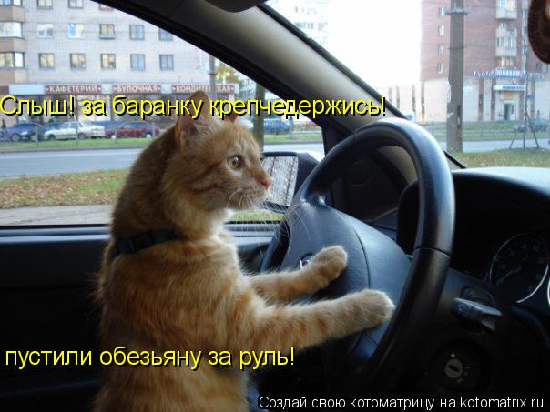 Котоматрица: Слыш! за баранку крепчедержись! пустили обезьяну за руль!