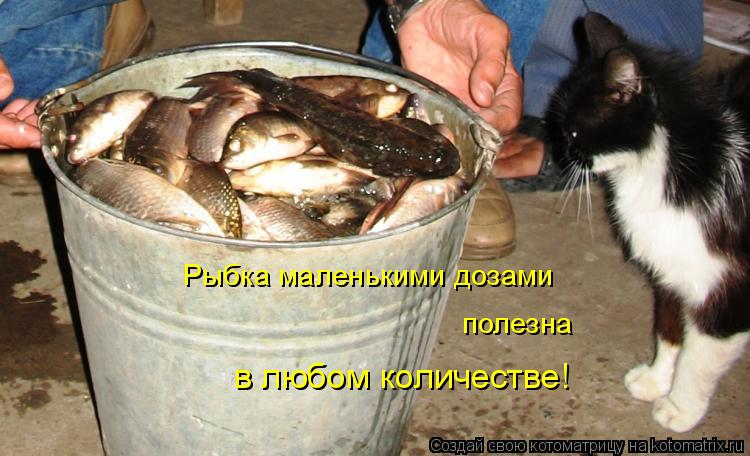 Рыбка маленькими дозами полезна в любом количестве!... Котоматрица: Рыбка маленькими дозами полезна в любом количестве!
