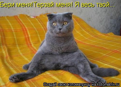 Котоматрица: Бери меня!Терзай меня! Я весь твой...