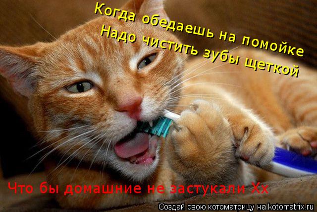 Когда обедаешь на помойке Надо чистить зубы щеткой Что бы домашние не застукали Хх... Котоматрица: Когда обедаешь на помойке Надо чистить зубы щеткой Что бы домашние не застукали Хх