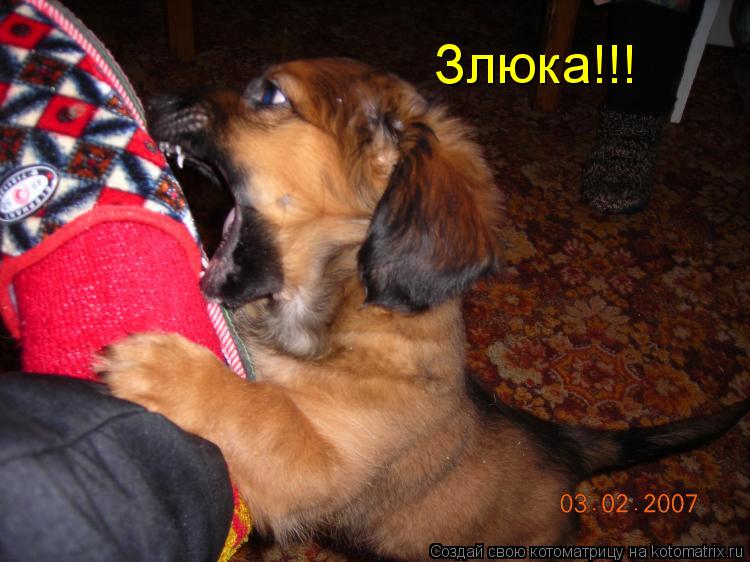 Котоматрица: Злюка!!!