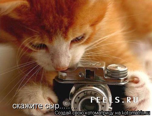 Котоматрица: скажите сыр........