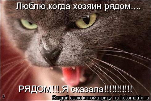 Люблю,когда хозяин рядом.... РЯДОМ!!!,Я сказала!!!!!!!!!!!... Котоматрица: Люблю,когда хозяин рядом.... РЯДОМ!!!,Я сказала!!!!!!!!!!!