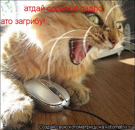 Котоматрица: атдай сосиску! падло ато загрибу!