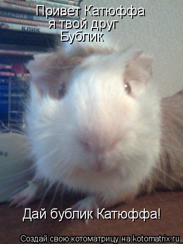 Котоматрица: Привет Катюффа  я твой друг Бублик Дай бублик Катюффа!