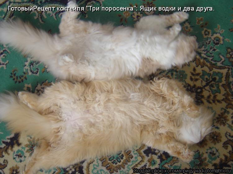 Котоматрица: ГотовыйРецепт коктейля "Три поросенка": Ящик водки и два друга.