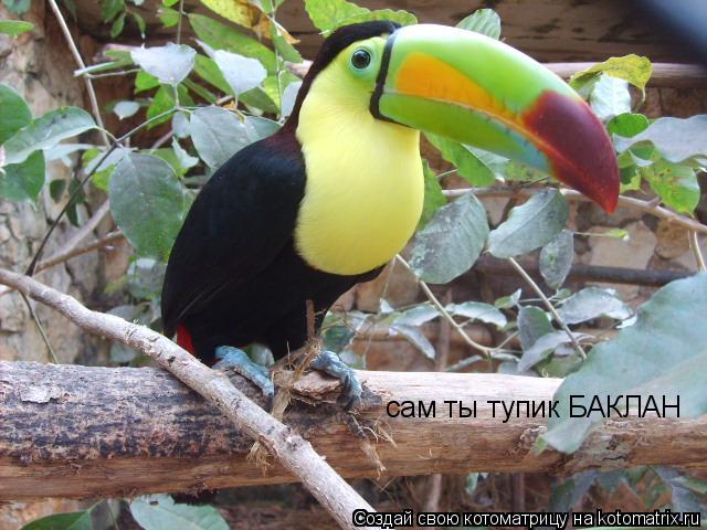 Котоматрица: сам ты тупик БАКЛАН