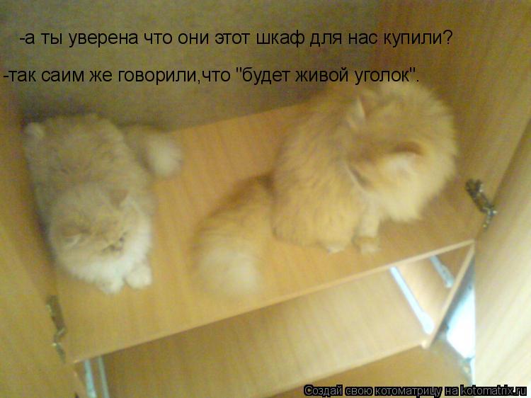 Котоматрица: -а ты уверена что они этот шкаф для нас купили? -так саим же говорили,что "будет живой уголок".
