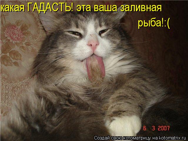 Котоматрица: какая ГАДАСТЬ! эта ваша заливная   рыба!:(