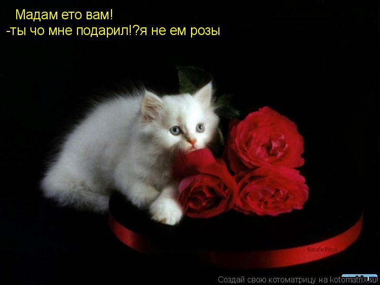 Котоматрица: Мадам ето вам! -ты чо мне подарил!?я не ем розы