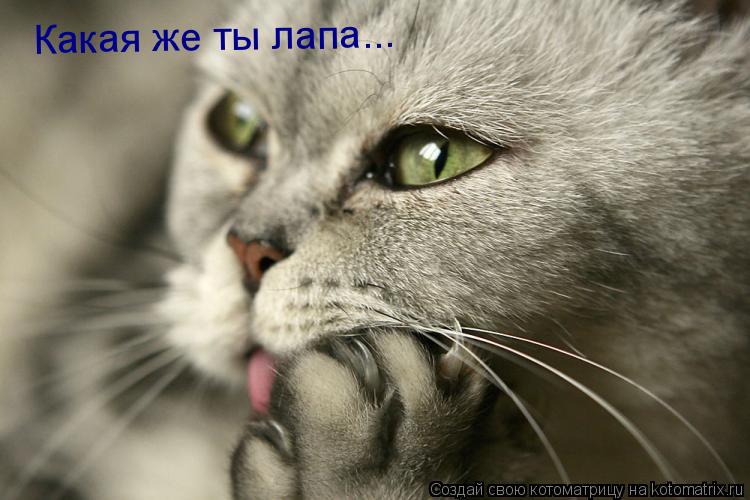 Какая же ты лапа...... Котоматрица: Какая же ты лапа...
