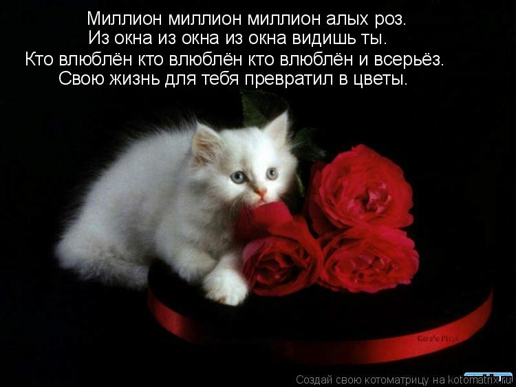 Миллион миллион миллион алых роз. Из окна из окна из окна видишь ты. Кто влюблён кто влюблён кто влюб... Котоматрица: Миллион миллион миллион алых роз. Из окна из окна из окна видишь ты. Кто влюблён кто влюблён кто влюблён и всерьёз. Свою жизнь для тебя превр