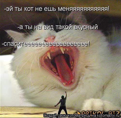 Котоматрица: -эй ты кот не ешь меняяяяяяяяяяя! -а ты на вид такой вкусный -спаситееееееееееееееееее!
