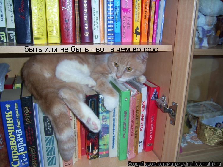 Котоматрица: быть или не быть - вот в чем вопрос быть или не быть - вот в чем вопрос