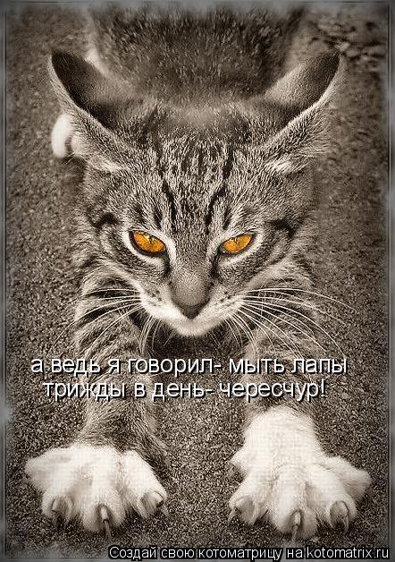 Котоматрица: а ведь я говорил- мыть лапы  трижды в день- чересчур!