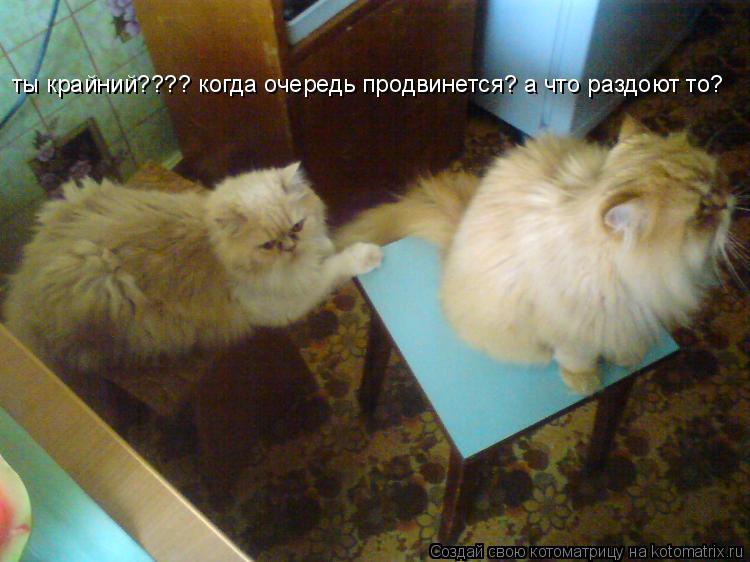 Котоматрица: ты крайний???? когда очередь продвинется? а что раздоют то?