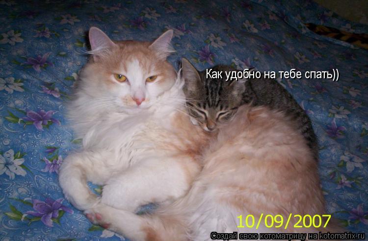 Как удобно на тебе спать))... Котоматрица: Как удобно на тебе спать))