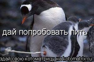 дай попробовать пить... Котоматрица: дай попробовать пить