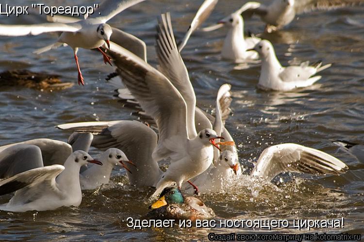 Котоматрица: Цирк "Тореадор". Зделает из вас ностоящего циркача!