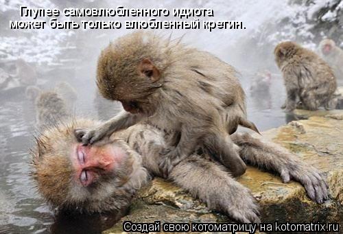 Глупее самовлюбленного идиота может быть только влюбленный кретин.... Котоматрица: Глупее самовлюбленного идиота может быть только влюбленный кретин.