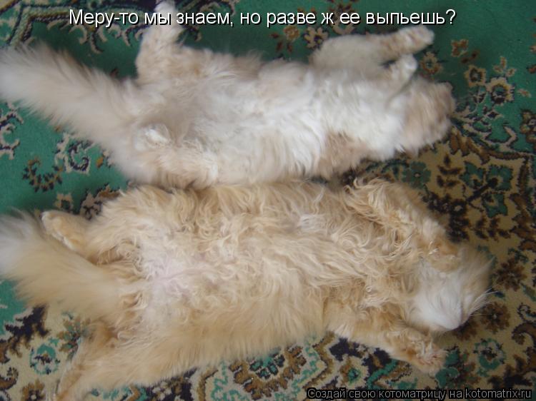 Котоматрица: Меру-то мы знаем, но разве ж ее выпьешь?