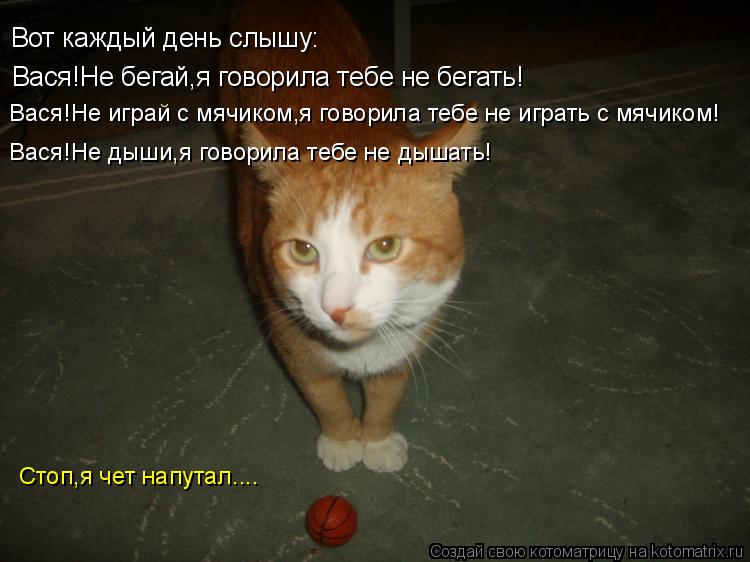 Котоматрица: Вот каждый день слышу: Вася!Не бегай,я говорила тебе не бегать! Вася!Не дыши,я говорила тебе не дышать! Стоп,я чет напутал.... Вася!Не играй с мя