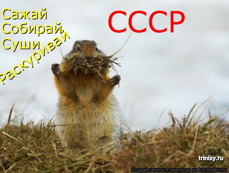 Собирай Сажай Суши Раскуривай СССР... Котоматрица: Собирай Сажай Суши Раскуривай СССР