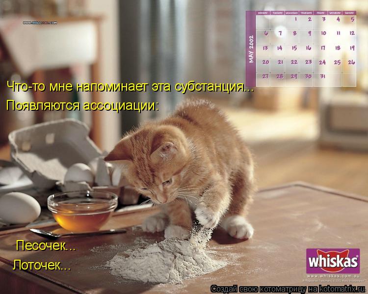 Котоматрица: Что-то мне напоминает эта субстанция... Появляются ассоциации: Песочек... Лоточек...