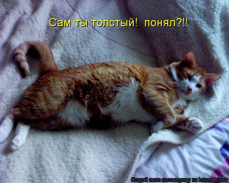 Котоматрица: Сам ты толстый!  понял?!!
