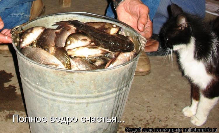 Котоматрица: Полное ведро счастья...