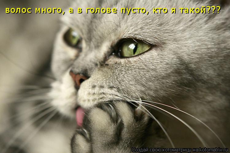 волос много, а в голове пусто, кто я такой???... Котоматрица: волос много, а в голове пусто, кто я такой???