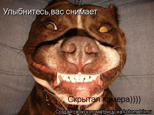 Улыбнитесь,вас снимает Скрытая камера))))... Котоматрица: Улыбнитесь,вас снимает Скрытая камера))))