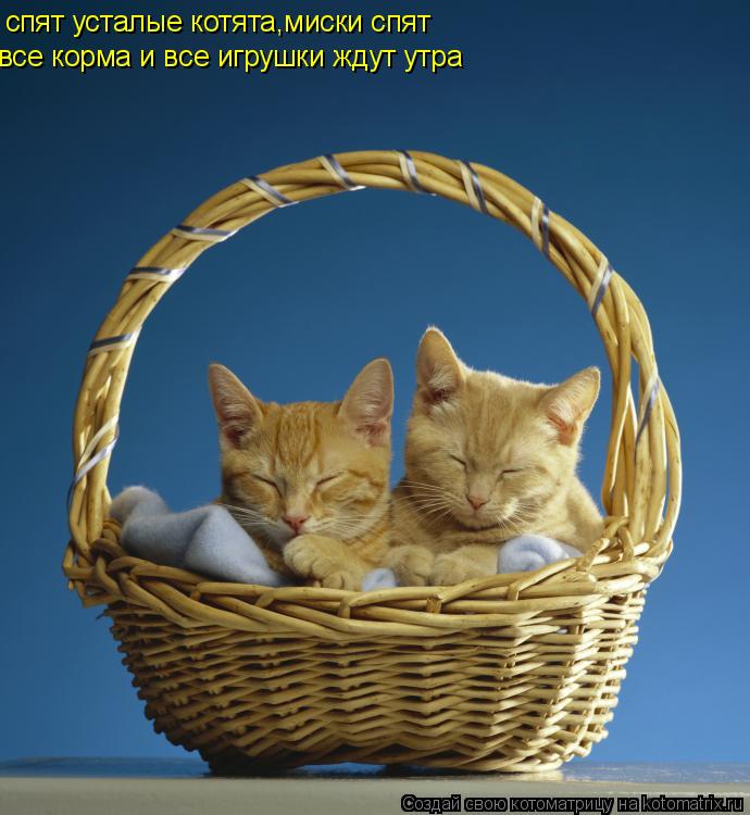 спят усталые котята,миски спят все корма и все игрушки ждут утра... Котоматрица: спят усталые котята,миски спят все корма и все игрушки ждут утра
