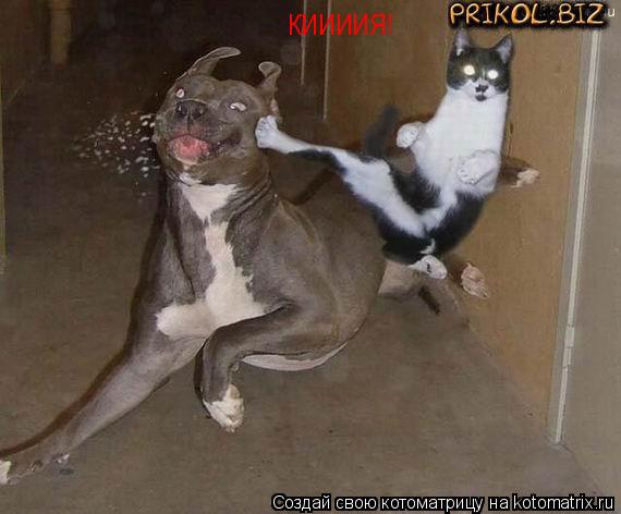 КИИИИЯ!... Котоматрица: КИИИИЯ!