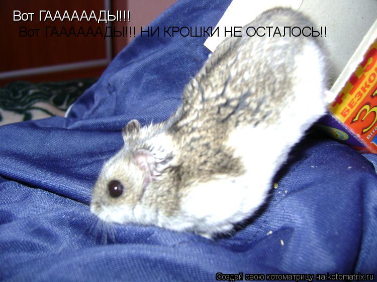Вот ГААААААДЫ!!! Вот ГААААААДЫ!!! НИ КРОШКИ НЕ ОСТАЛОСЬ!!... Котоматрица: Вот ГААААААДЫ!!! Вот ГААААААДЫ!!! НИ КРОШКИ НЕ ОСТАЛОСЬ!!