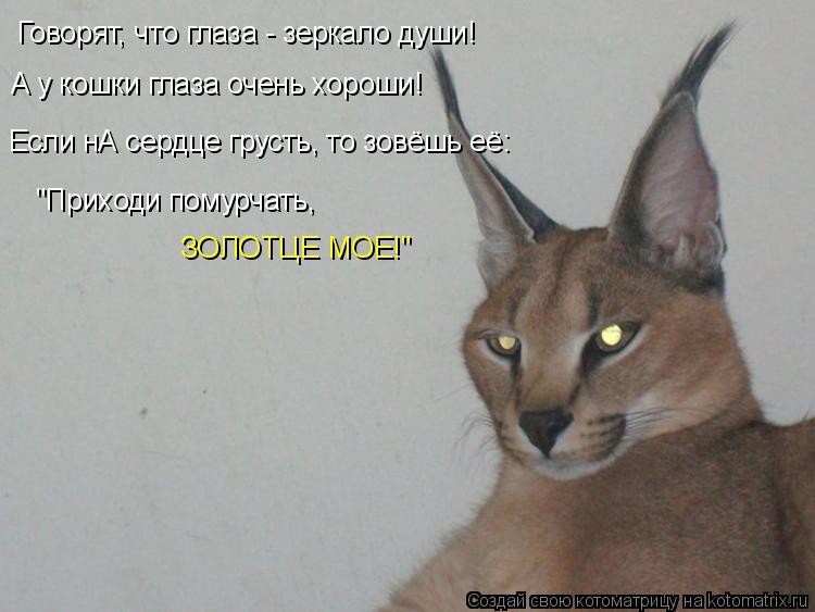 Котоматрица: Говорят, что глаза - зеркало души!  А у кошки глаза очень хороши! Если нА сердце грусть, то зовёшь её:  "Приходи помурчать,  ЗОЛОТЦЕ МОЕ!"