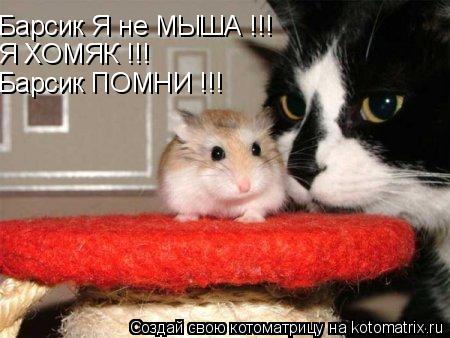 Барсик Я не МЫША !!! Я ХОМЯК !!! Барсик ПОМНИ !!!... Котоматрица: Барсик Я не МЫША !!! Я ХОМЯК !!! Барсик ПОМНИ !!!
