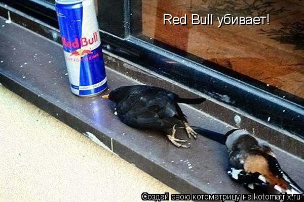 Red Bull убивает!... Котоматрица: Red Bull убивает!