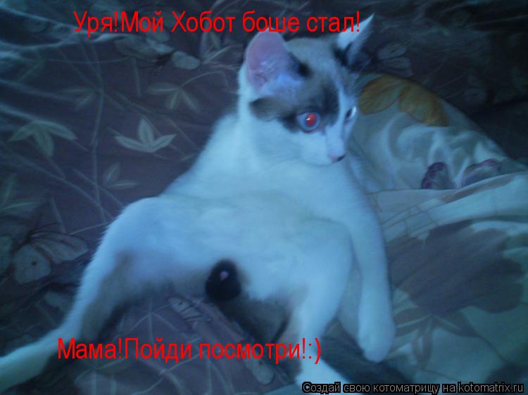 Уря!Мой Хобот боше стал! Мама!Пойди посмотри!:)... Котоматрица: Уря!Мой Хобот боше стал! Мама!Пойди посмотри!:)