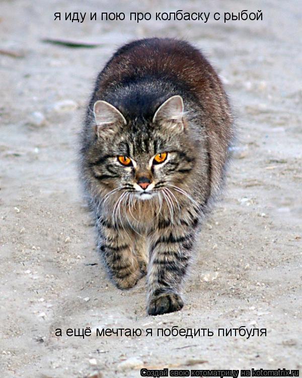 Котоматрица: я иду и пою про колбаску с рыбой  а ещё мечтаю я победить питбуля