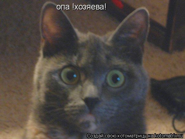 опа !хозяева!... Котоматрица: опа !хозяева!
