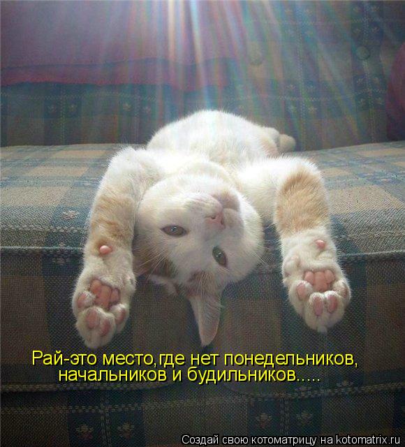 Котоматрица: Рай-это место,где нет понедельников, начальников и будильников.....