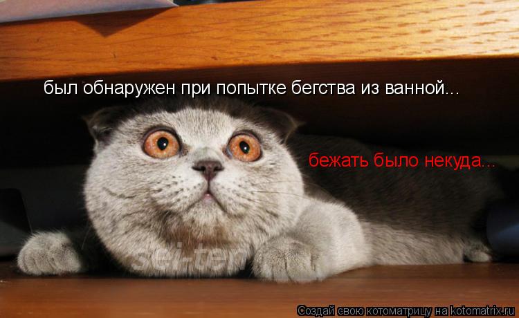 был обнаружен при попытке бегства из ванной... бежать было некуда...... Котоматрица: был обнаружен при попытке бегства из ванной... бежать было некуда...