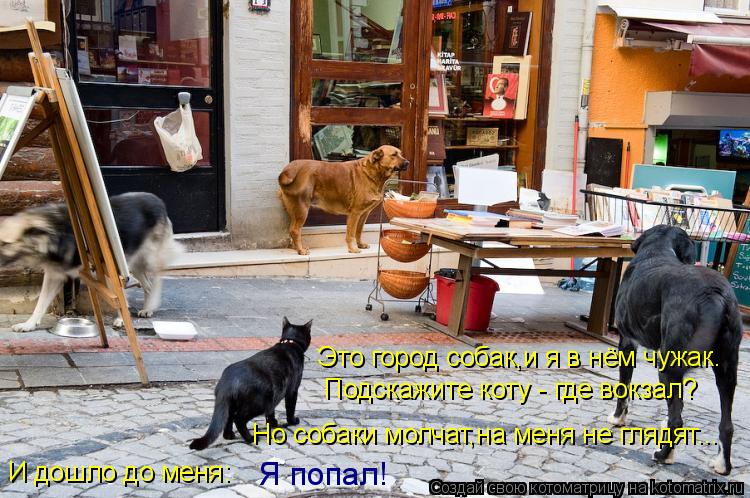 Котоматрица: Это город собак,и я в нём чужак. Подскажите коту - где вокзал? Я попал! Но собаки молчат,на меня не глядят... И дошло до меня: