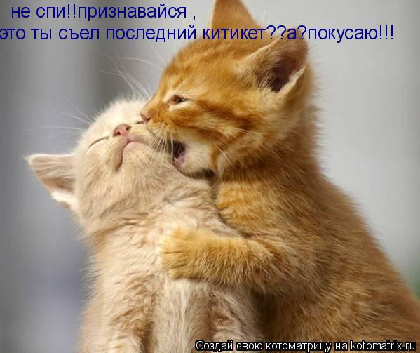 не спи!!признавайся , это ты съел последний китикет??а?покусаю!!!... Котоматрица: не спи!!признавайся , это ты съел последний китикет??а?покусаю!!!
