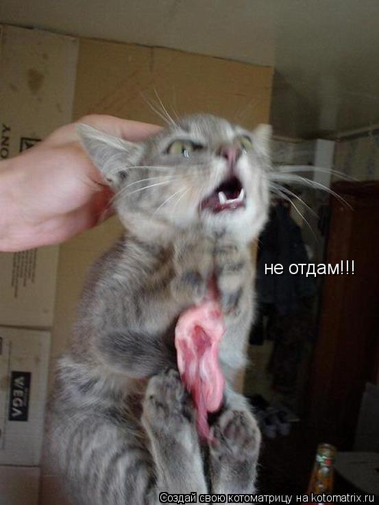 Котоматрица: не отдам!!!